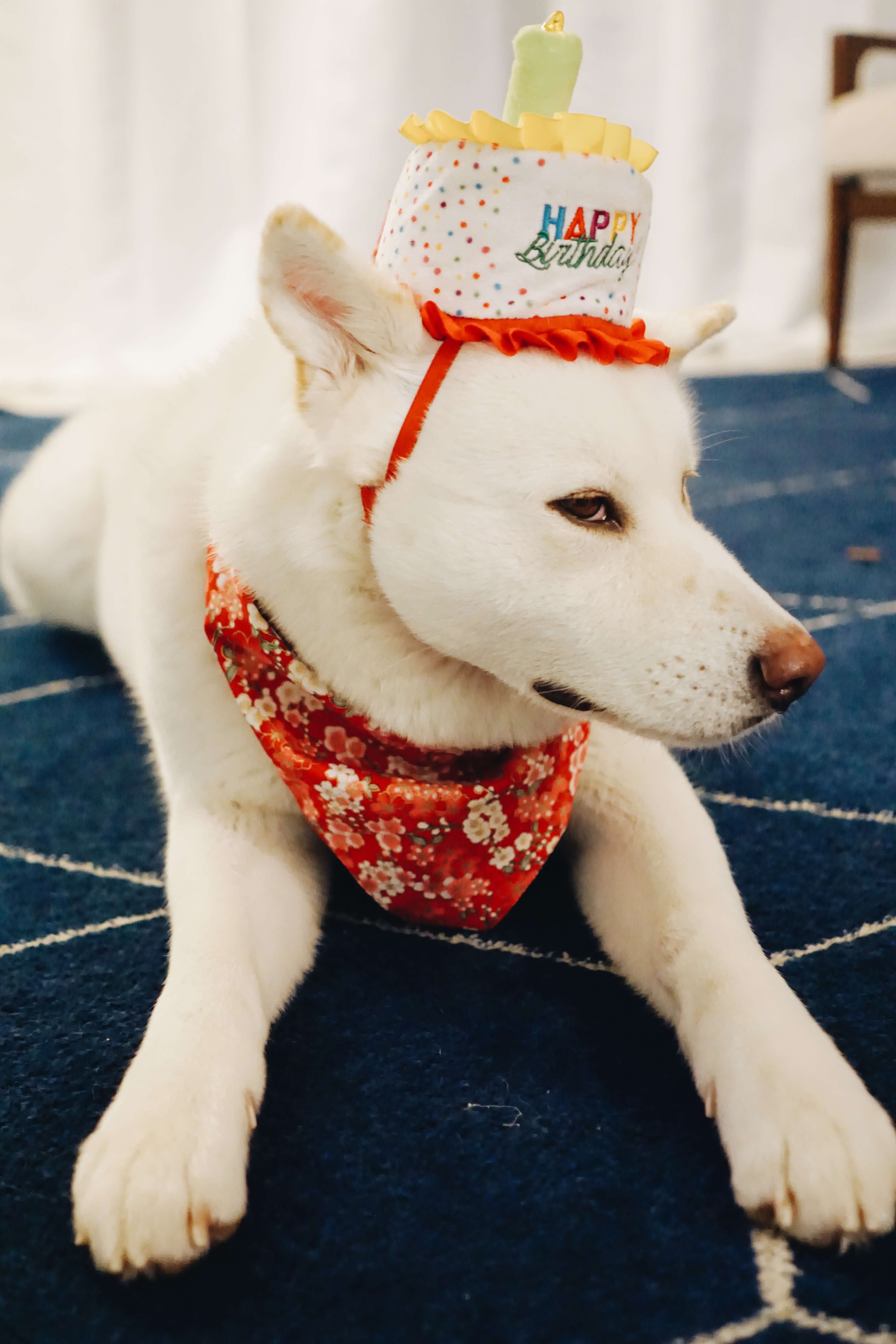 White Japanese Akita